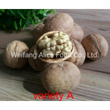 Wholesale Xinjiang Walnut Price Cheap Walnut in Shell